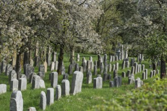 Blossoming cherry trees (Prunus avium) in the Jewish cemetery, laid out in 1734, last burial in