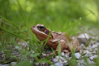 Agile frog (Rana dalmatina) in the grass, Chiemgau, Bavaria, Germany, Europe