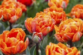 Gönningen tulip blossom, tulips (Tulipa), flowers, orange, double flowers, spring bloomers, bulbous