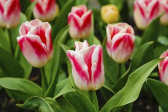 Gönningen tulip blossom, tulips (Tulipa), flowers, white, red, two-coloured blossoms, spring