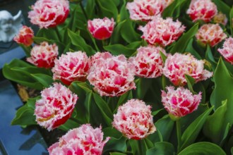 Gönninger tulip blossom, tulips (Tulipa), flowers, filled, jagged, white, red, two-coloured