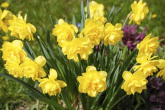 Gönningen tulip blossom, tulips (Tulipa), flowers, yellow, double flowers, spring bloomers, bulbous