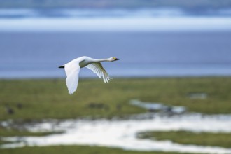 Tundra Swan, Bewick's Swan, Cygnus columbianus at winter in Slimbridge, England, United Kingdom,