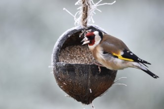 Goldfinch, goldfinch, (Carduelis carduelis) eats sunflower seeds from a coconut in frosty weather