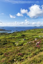 Typical coastline, blooming heather, Scariff and Deenish Islands on the horizon, view from above,