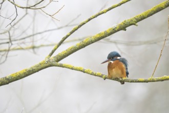 A kingfisher (Alcedo atthis) sits on a branch covered with lichen in a quiet, wintry landscape,