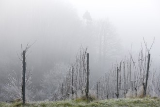 Fog and frost over a wintry vineyard, Reif, Remstal, Baden-Württemberg, Germany, Europe