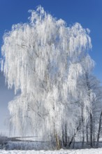 Silver birch (Betula pandula), covered with hoarfrost, Tyrol, Austria, Europe