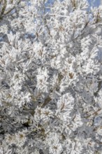 Black pine (Pinus nigra), covered with hoarfrost, Schlitters, Tyrol, Austria, Europe