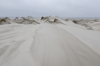 Dune landscape, Amrum, Schleswig-Holstein, Germany, Europe