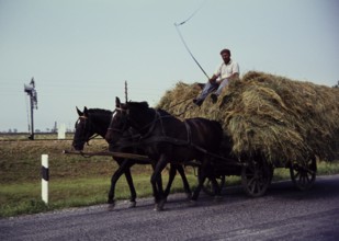 Man with whip on horse and cart transporting hay in rural surroundings, Romania, Eastern Europe