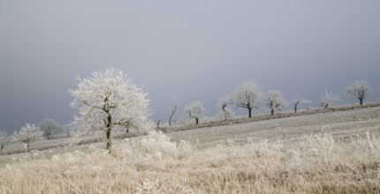 Winter landscape, trees with hoarfrost, Weinviertel near Hadres, Lower Austria, Austria, Europe