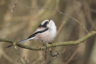 A long-tailed tit (Aegithalos caudatus) sits on a branch and shows its detailed plumage, Hesse,