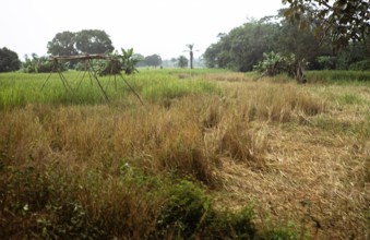 Subtitle: Rice field of the teacher Roten, Northern Province, Sierra Leone, West Africa 1978,