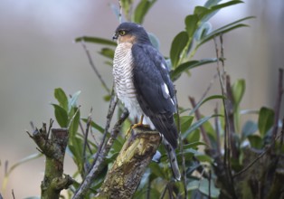 Sparrowhawk, (Accipiter nisus) sitting in cherry laurel, Schleswig-Holstein, Germany, Europe