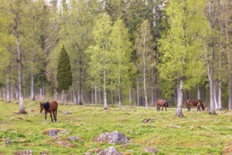 Horses in a pasture with lush green trees in spring by a forest