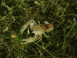 A crayfish (Faxonius limosus), American crayfish, invasive species, in dense green plant growth,