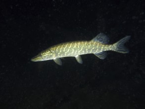 A pike (Esox lucius) swimming in a nocturnal underwater scene, dive site Wildsau, Berlingen, Lake