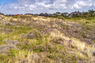 Blooming heath landscape and thatched roof houses near Kampen, island of Sylt, North Friesland