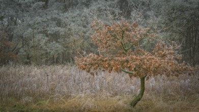 View of young oak tree growing at the edge of the forest with frozen hoarfrost, landscape photo,