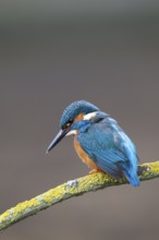 Common kingfisher (Alcedo atthis) adult male bird on a tree branch, England, United Kingdom, Europe