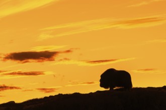 Muskox (Ovibos moschatus) solitary cow, female silhouetted against orange sunset sky in autumn,