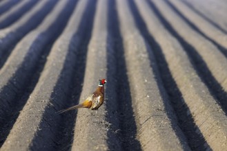 Common pheasant, ring-necked pheasant (Phasianus colchicus) male, cock foraging on potato field in