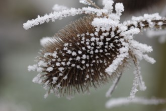 Wild teasel (Dipsacus fullonum), dried inflorescences with hoarfrost, North Rhine-Westphalia,