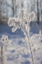 Hamm, North Rhine-Westphalia, Germany - Sunny winter landscape in the Ruhr area, ice and snow on