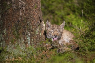 One young (10 weeks old) male Eurasian lynx, (Lynx lynx), resting next to a tree, enjoying the sun