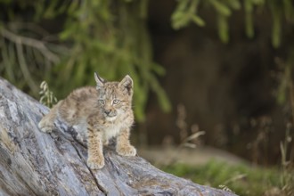 One young (10 weeks old) male Eurasian lynx, (Lynx lynx), walking over a rotten tree