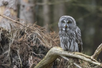 One great grey owl (Strix nebulosa) sitting on the root of a fallen spruce tree