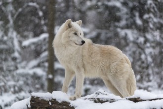 Melville Island wolf (Arctic wolf) standing in snow covered forest, snow falling