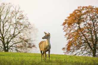 An Altai maral hind, Altai wapiti or Altai elk (Cervus canadensis sibiricus) stands in a meadow in