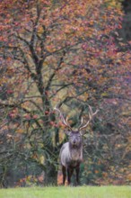 An Altai maral stag, Altai wapiti or Altai elk (Cervus canadensis sibiricus) stands in a meadow in