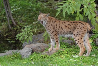 A Eurasian lynx (Lynx lynx) stands yawning in a meadow under a bush