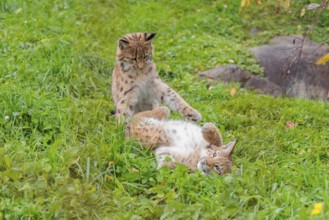 Two young Eurasian lynx (Lynx lynx) play in a green meadow