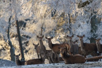 A herd of female red deer (Cervus elaphus) stands against the light in a meadow covered in