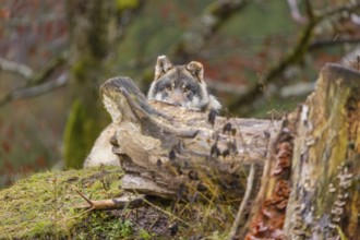 An adult male grey wolf (Canis lupus lupus) rests behind a rotting tree trunk on a cloudy day and