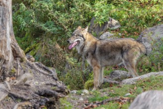 A young eurasian grey wolf (Canis lupus lupus) runs across a steep hillside