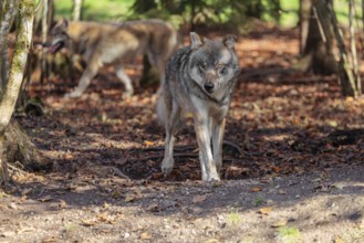 An adult male grey wolf (Canis lupus lupus) runs throung the forest on a sunny autumn day. Another