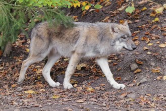 A young grey wolf (Canis lupus lupus) runs along the edge of the forest on an overcast day