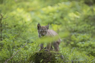 One young (10 weeks old) male Eurasian lynx, (Lynx lynx), sitting on a tree stump to get a higher