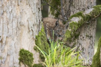 One young (10 weeks old) male Eurasian lynx, (Lynx lynx), balancing on a mossy branch of a tree