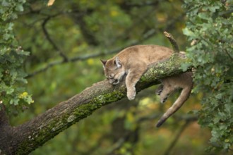 One young cougar, Puma concolor, resting on a big branch high up in an oak tree