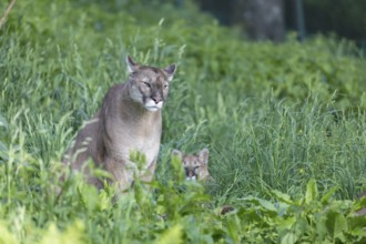 One female cougar, Puma concolor, sitting in a green meadow with a kitten right of her