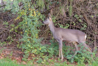 A female roe deer (Capreolus capreolus) stands in the thicket of a forest on a cloudy day