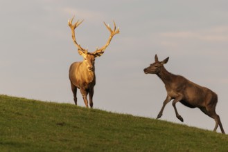 A red deer stag (Cervus elaphus) and a hind run across a meadow in the beautiful morning light