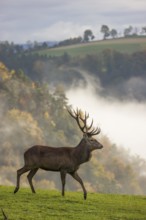 A red deer stag (Cervus elaphus) runs across a meadow. A forest with autumn leaves can be seen in