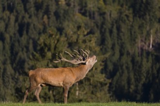 Rutting season. A red deer (Cervus elaphus) stands calling in a green meadow